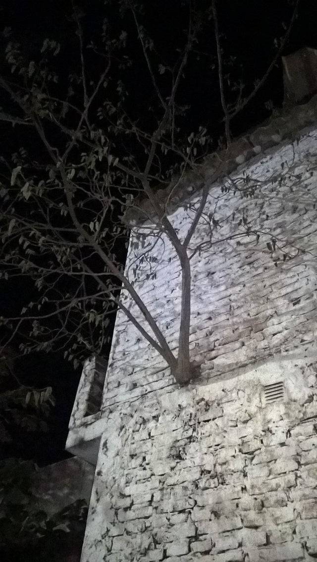 tree comes out of building sideways without roots