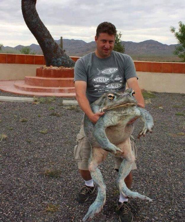 giant frog held by man
