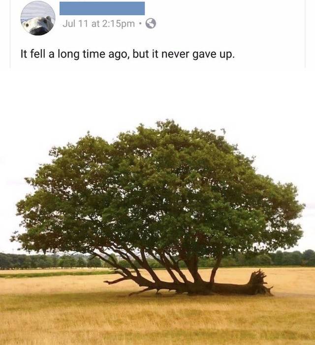 branches coming out of fallen tree