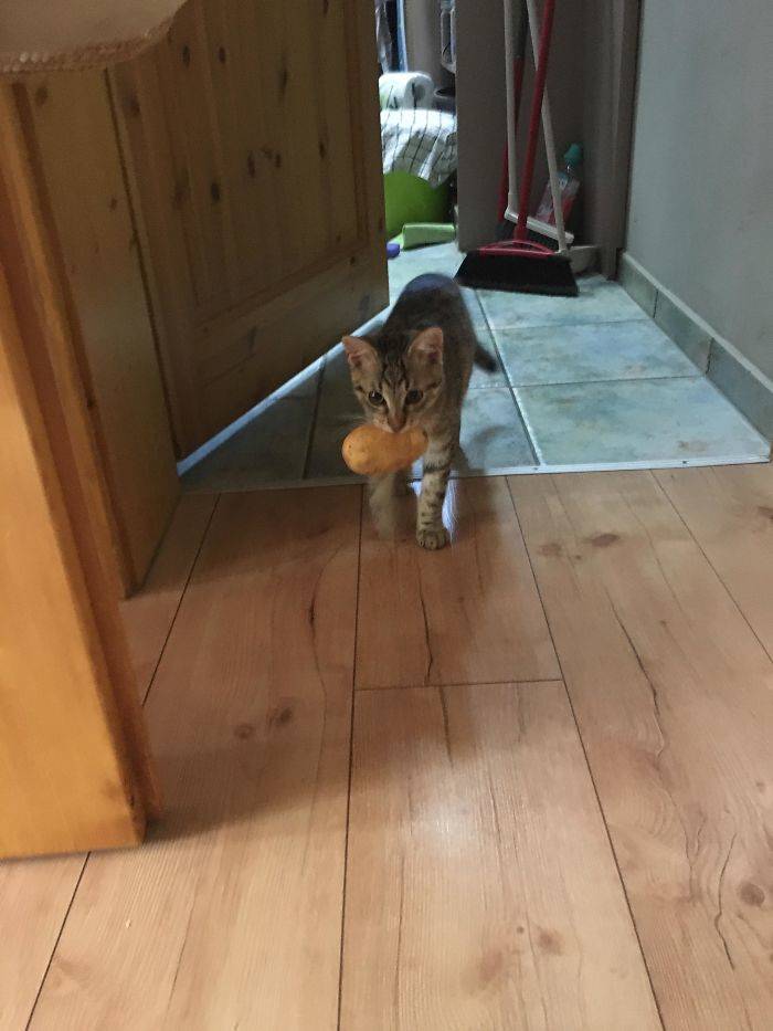 potato cat