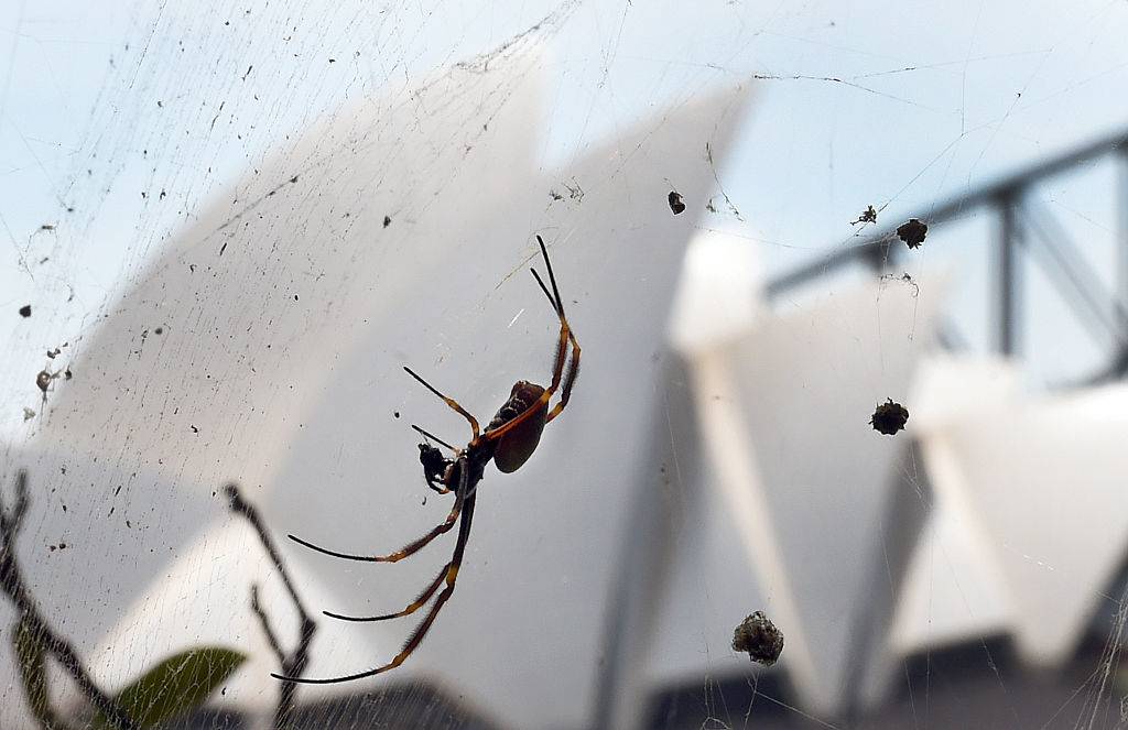 Spider Sydney