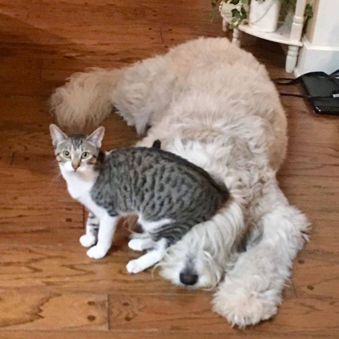 cat sitting on dog