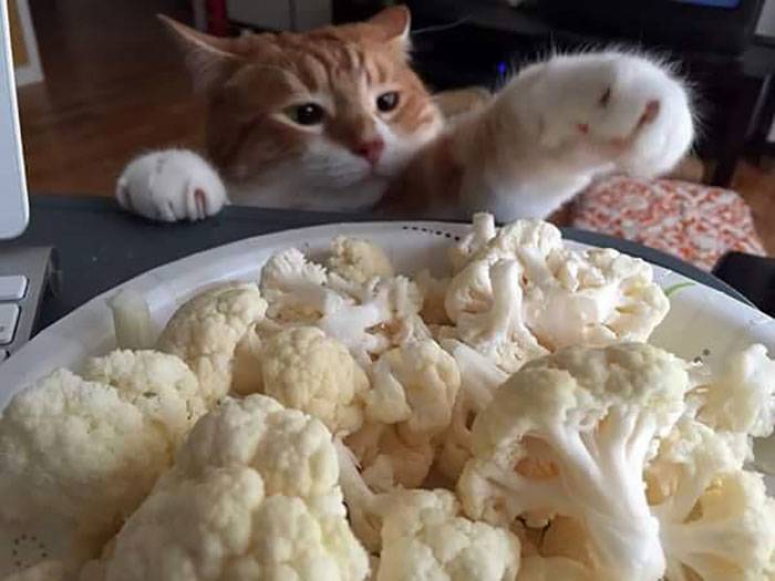 cauliflower cat
