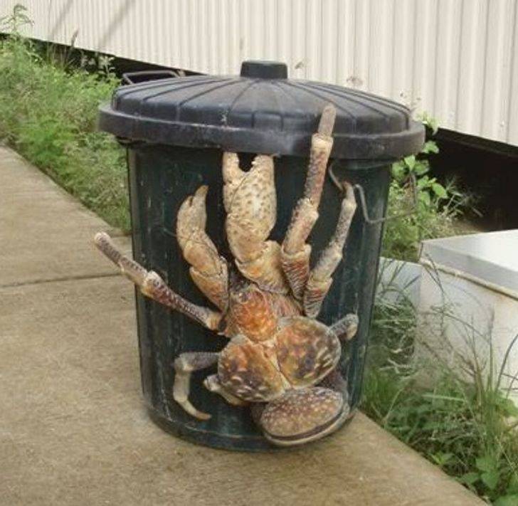 massive cocnut crab on garbage can