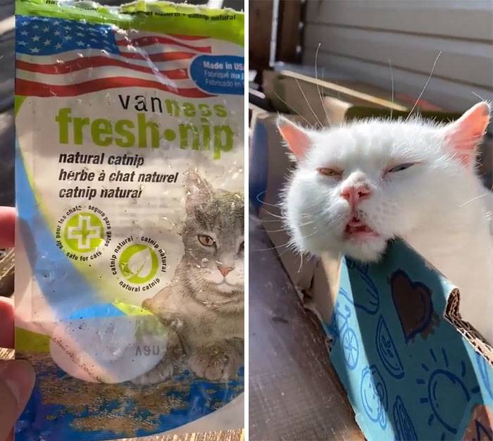 catnip