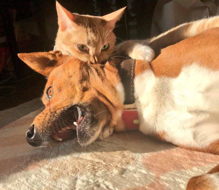cat biting dog