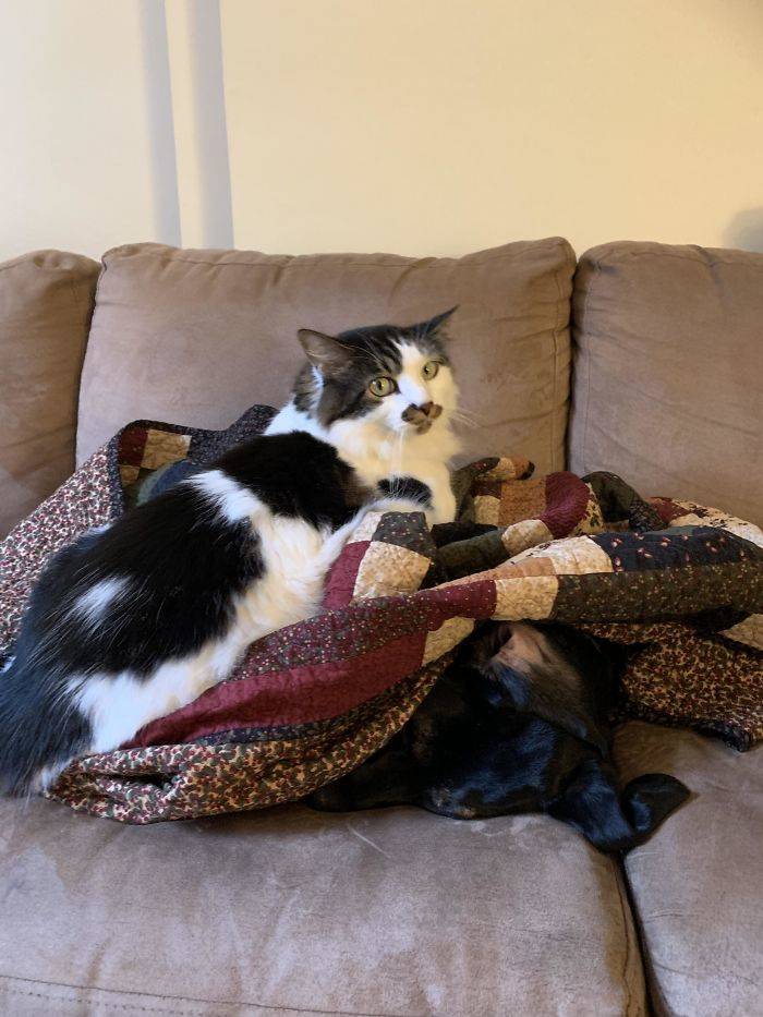 cat sitting on dog