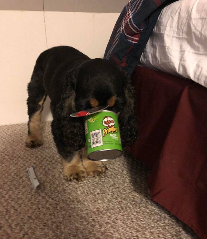pringles dog