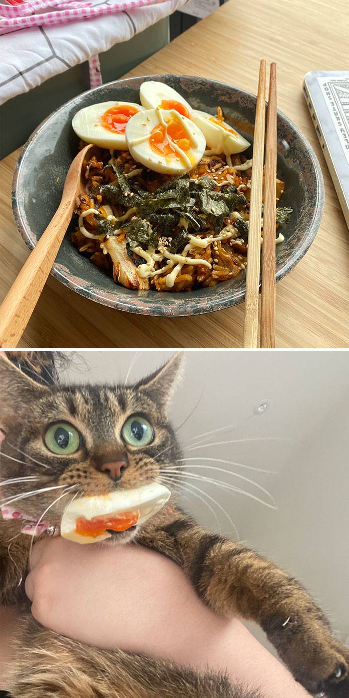 ramen cat
