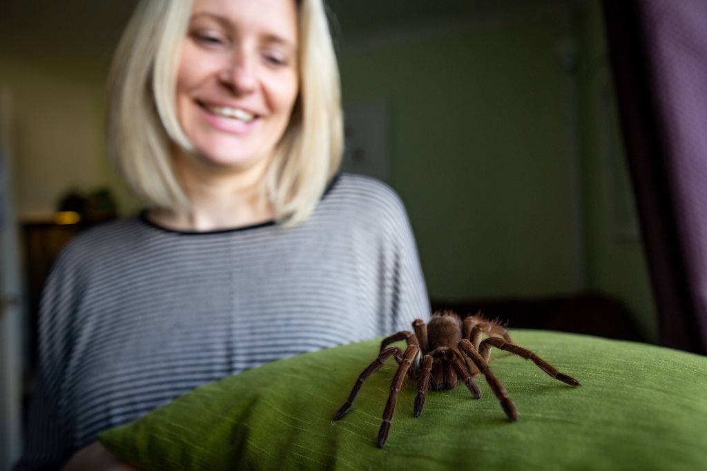 Zoologist Carrie Alcock with Boris, her Goliath birdeater spider at her home