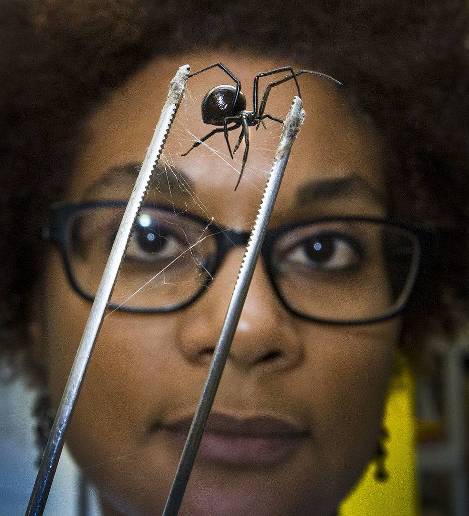 Biology professor Maydiane Andrade holds a Northern Widow
