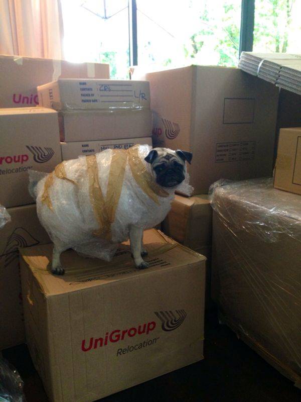 dog wrapped in bubble wrap and packing tape
