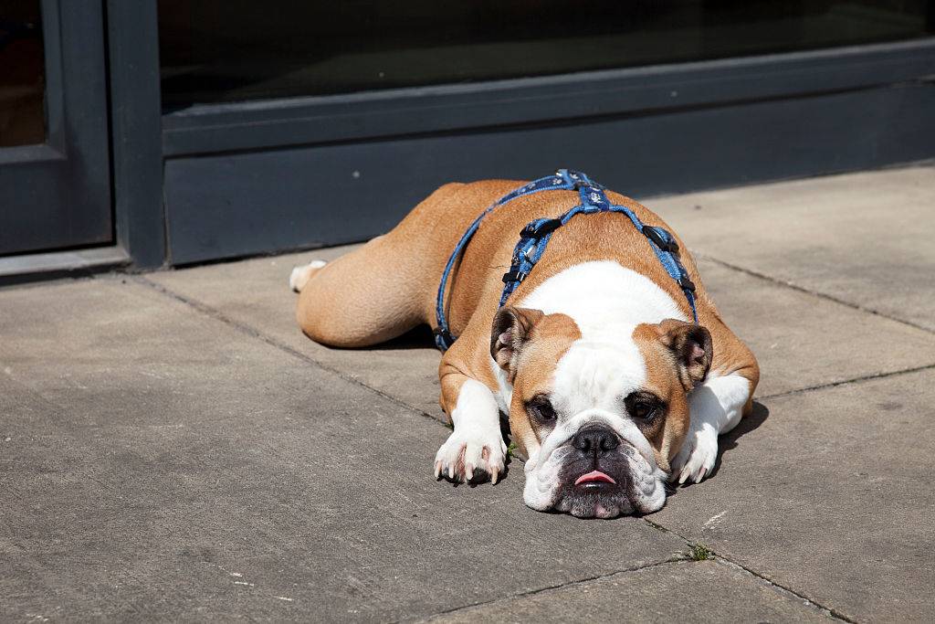 an english bulldog taking a nap