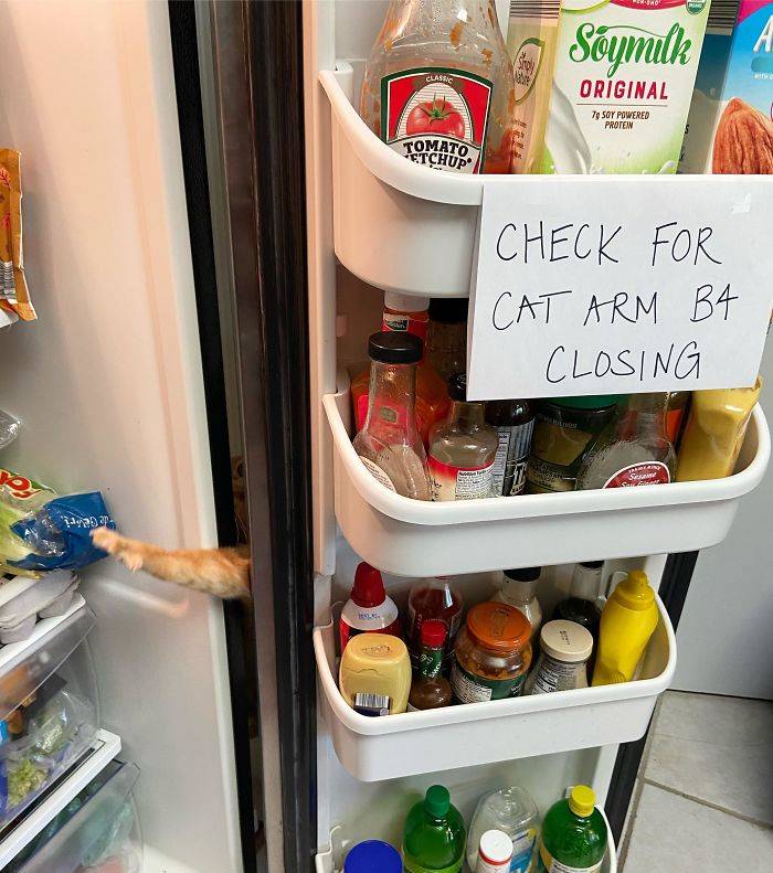 cat fridge