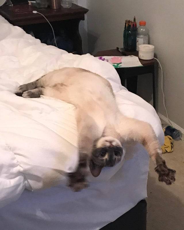 cat looks happy hanging off bed