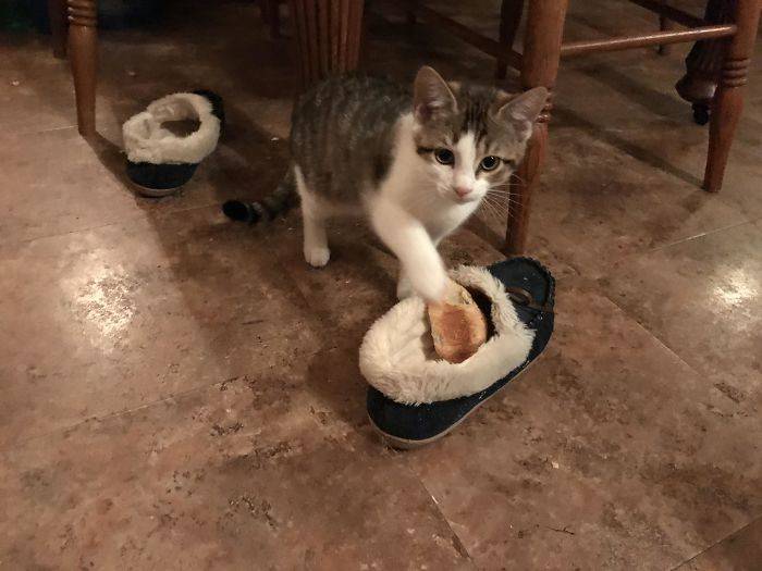 cat thief