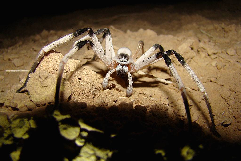 desert spider