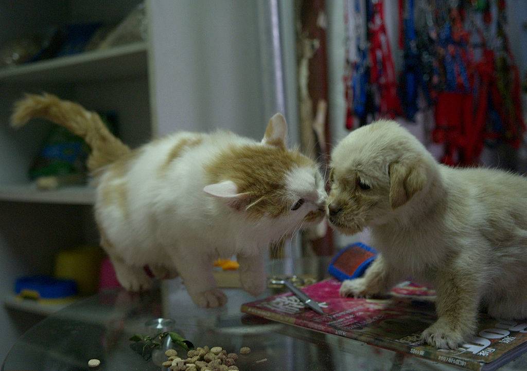 kitten hissing at a puppy