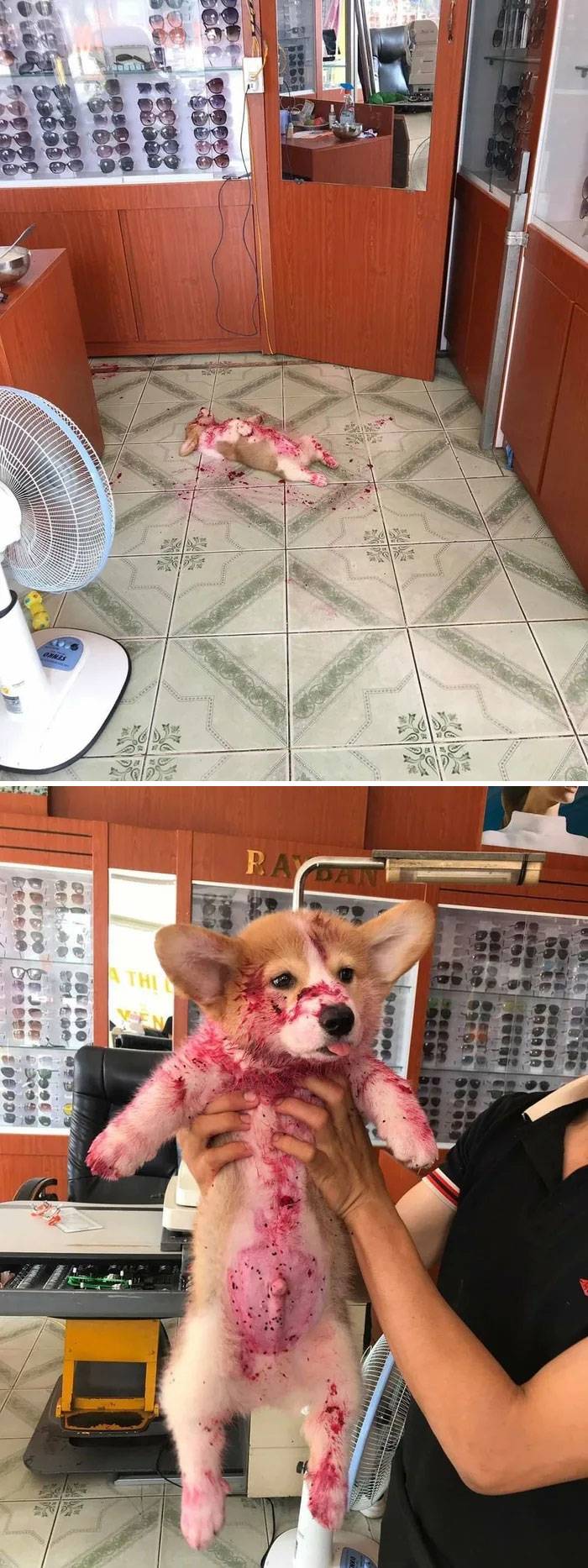 puppy
