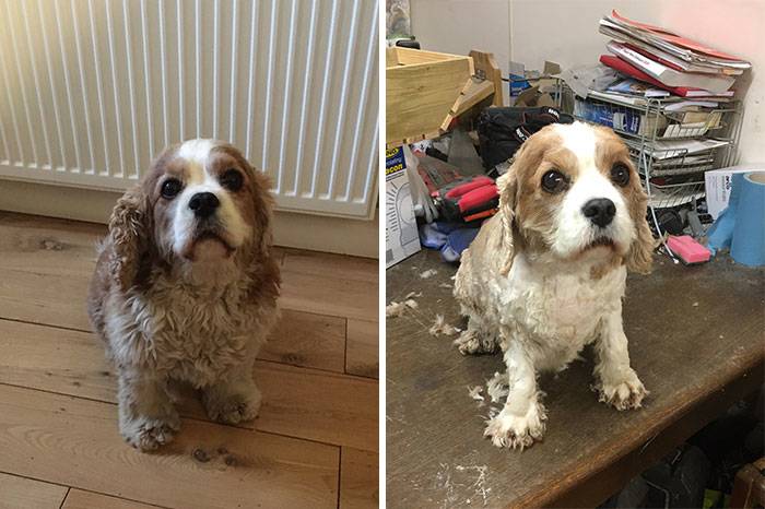 funny-dog-haircut-fails-grooming-quarantine-06-5eafcb519514d__700