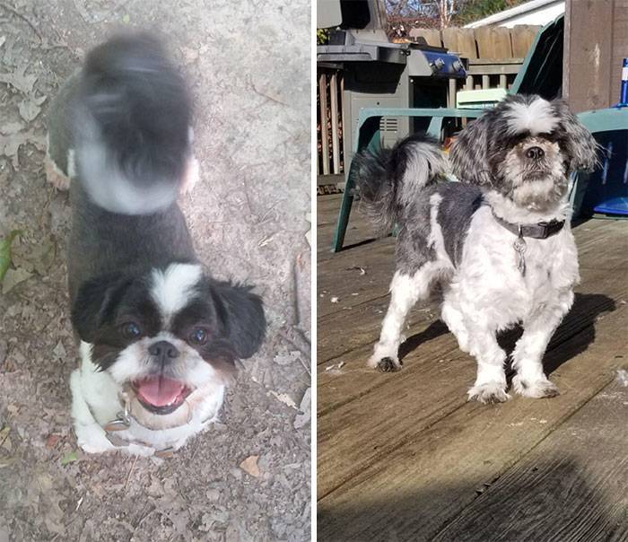 funny-dog-haircut-fails-grooming-quarantine-29-5eaff3e2c54fe__700