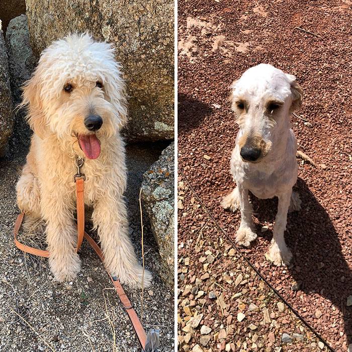 funny-dog-haircut-fails-grooming-quarantine-30-5eaff4cdb8d37__700