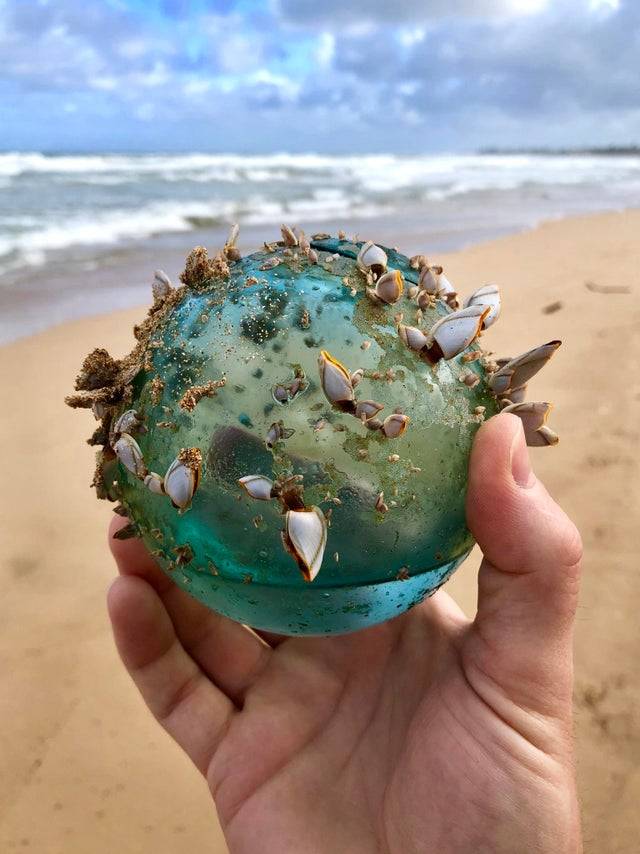 sea glass with shells on it