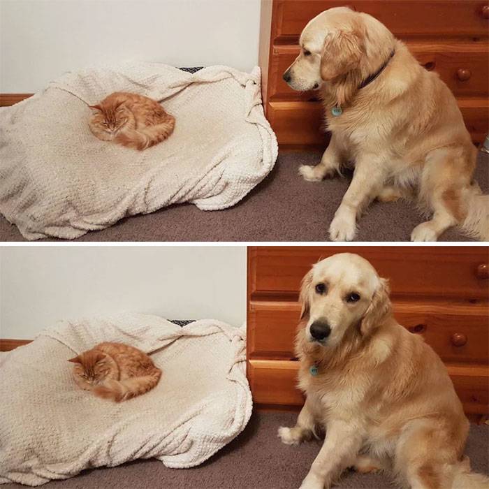 cat in dog bed