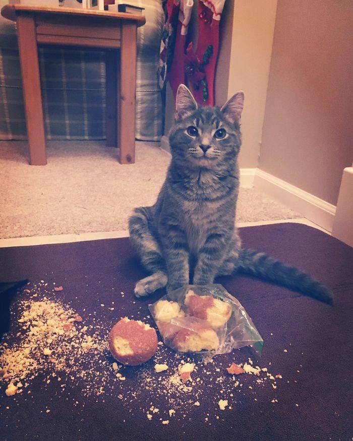 cat corn muffins