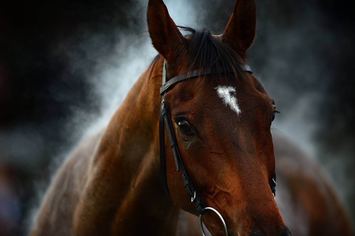 Steam rises from a horse after finishing a race