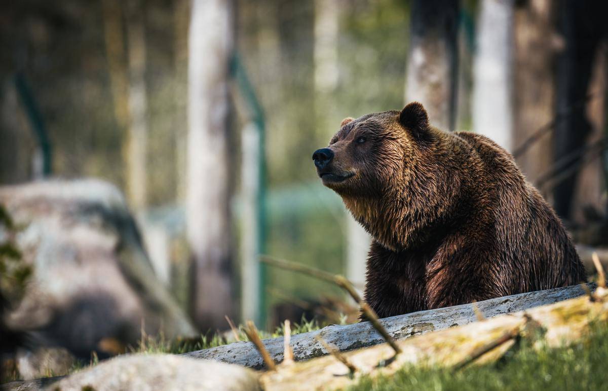 bear