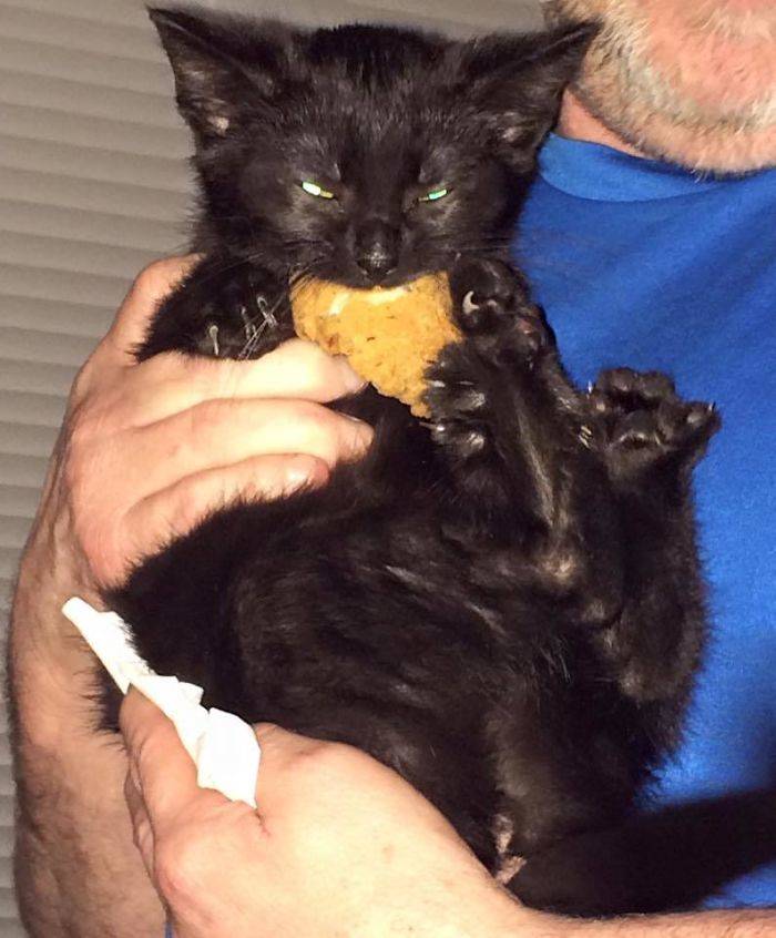 cat chicken