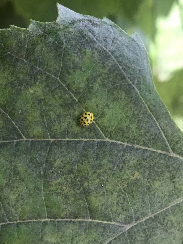 a yellow ladybug