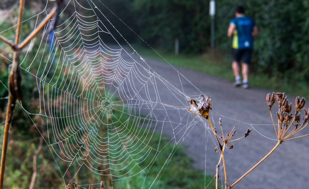 large web