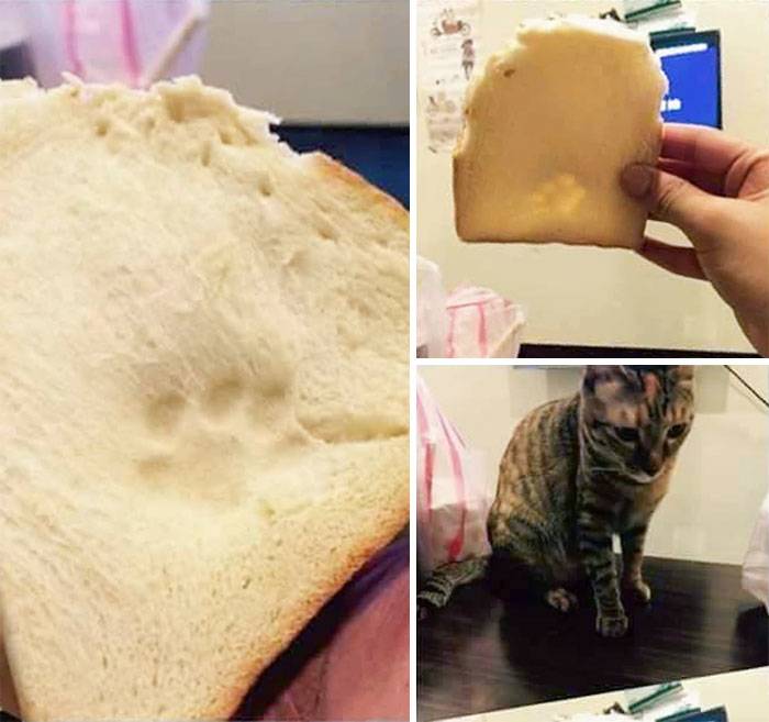 bread cat