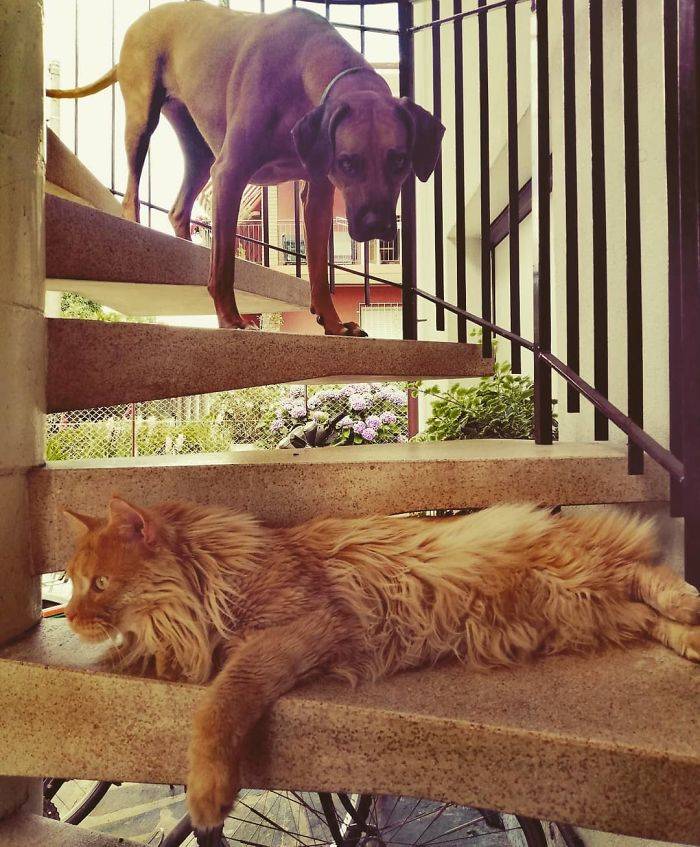 cat stairs