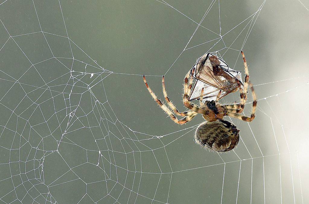 A European garden spider (Araneus diadematus) wraps its prey, a mosquito, in silk