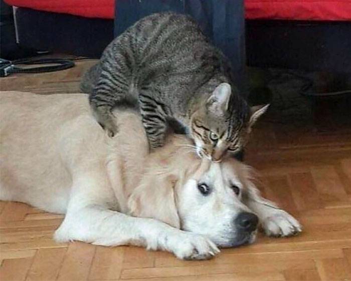 cat biting dog