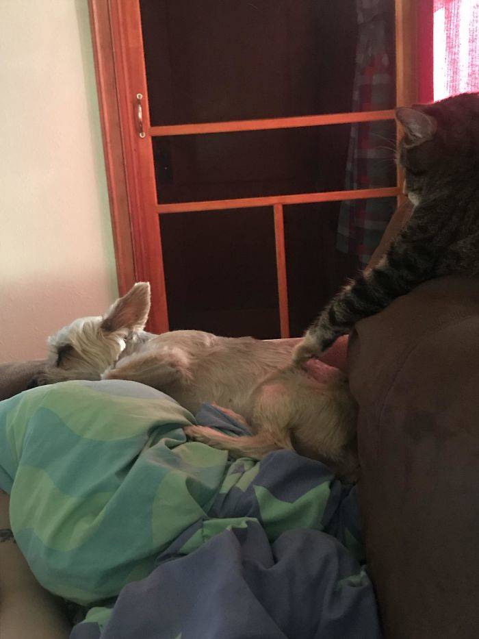 cat touching dog