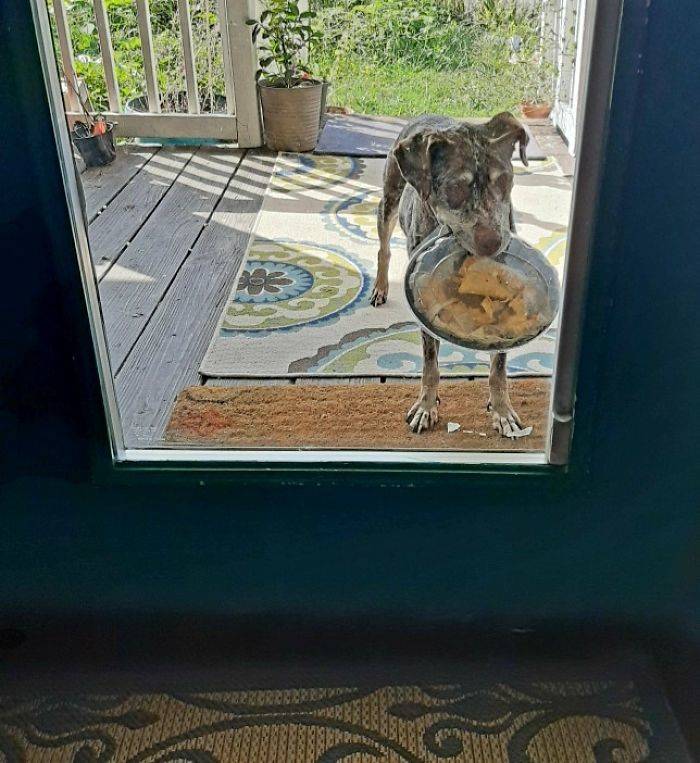 dog nachos
