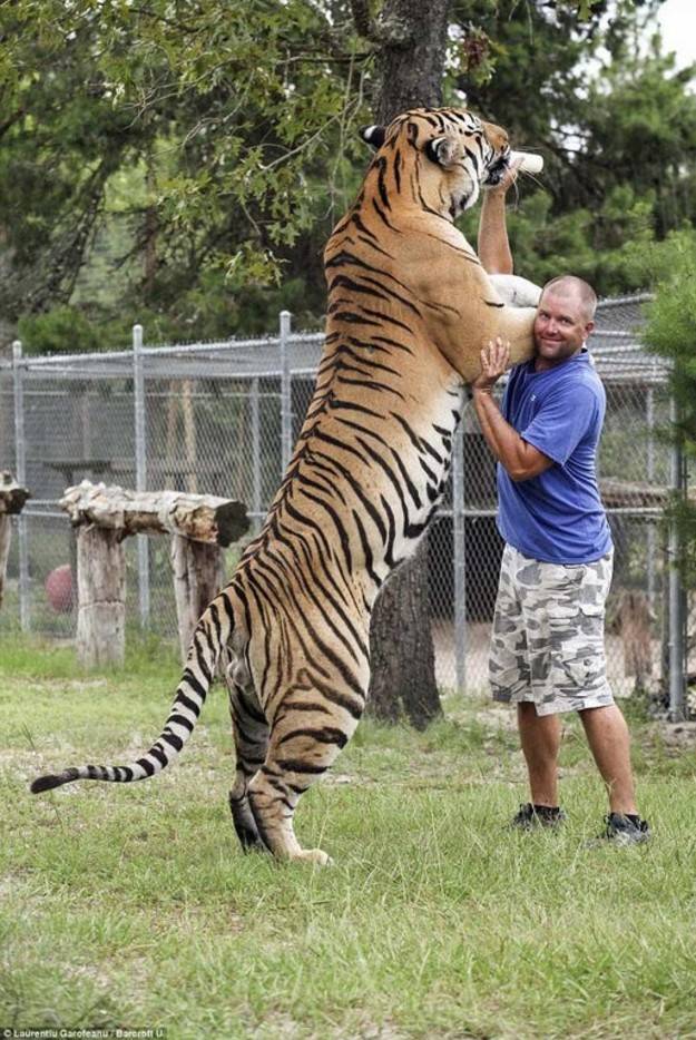 siberian tiger on back legs