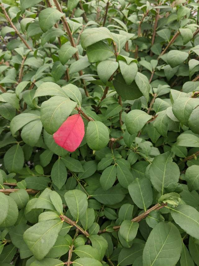 the only red leaf on a bush
