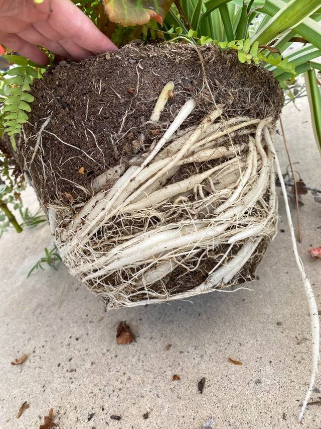 roots from a plant that has been inside a pot