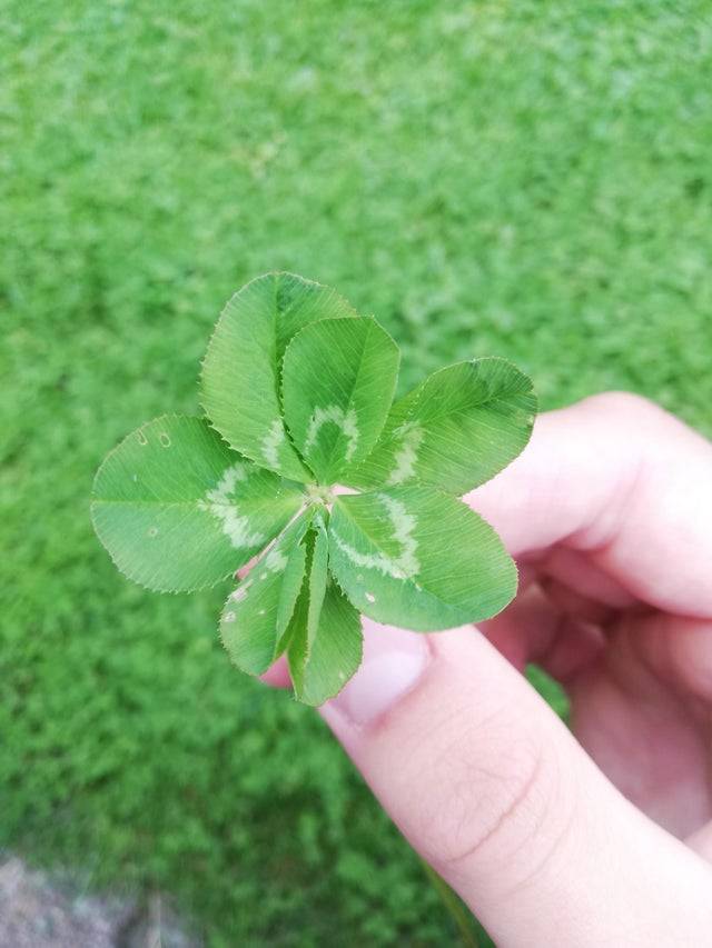 seven leaf clover