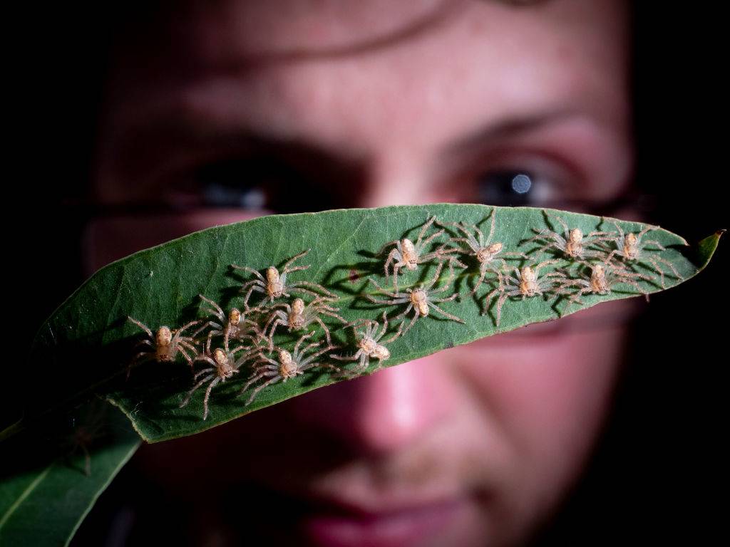 week-old golden huntsman spiderlings