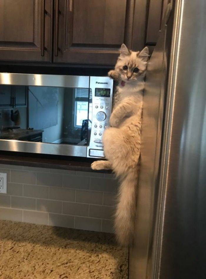 stuck cat