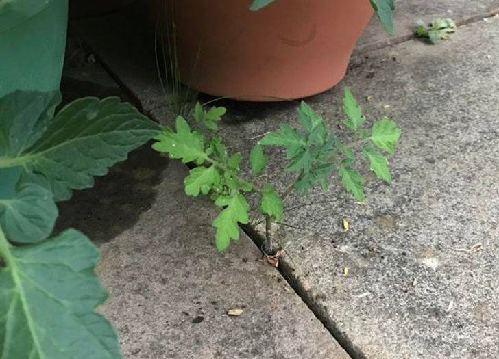 tomato plant