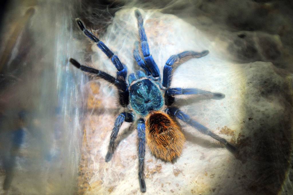 Tarantula Chromatopelma Cyaneopubescens