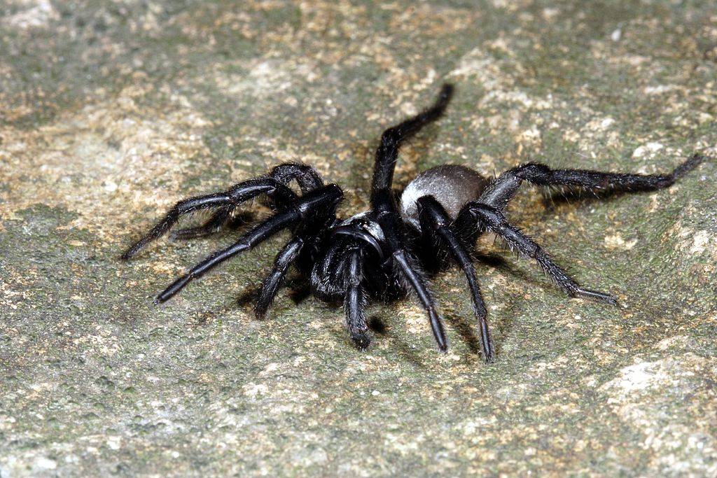 Silverback trapdoor spider (Idiommata sp.), on ground.