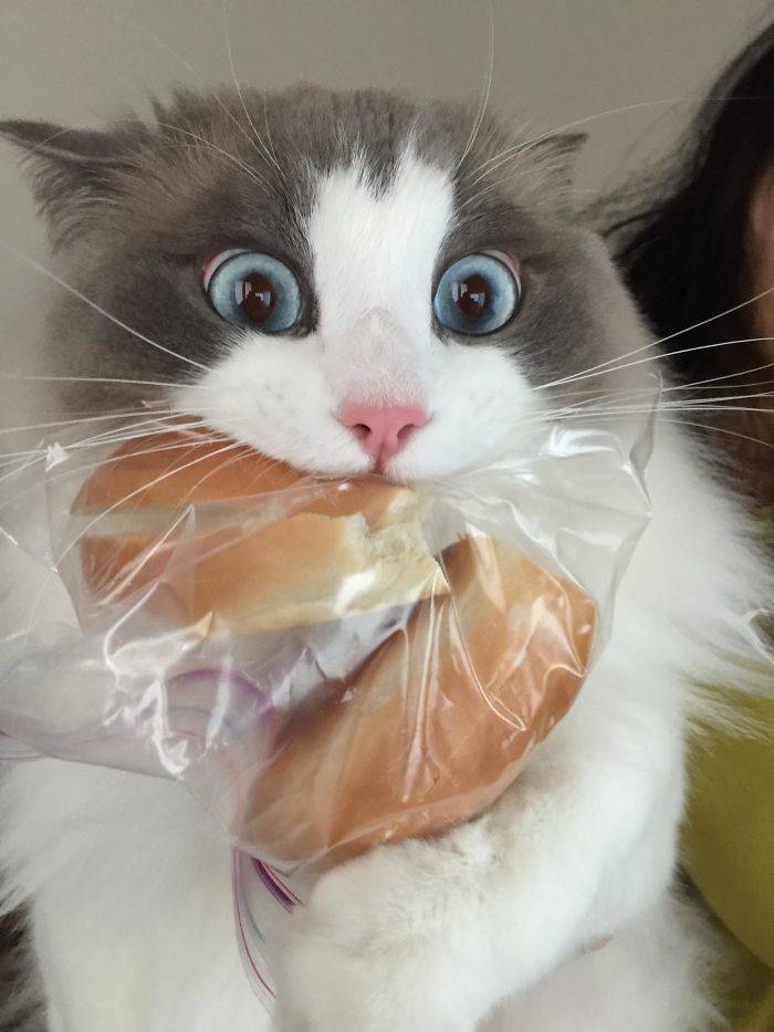 cat sandwich